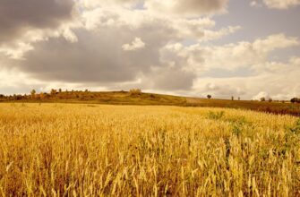 В ФАО научились прогнозировать урожай пшеницы в РК