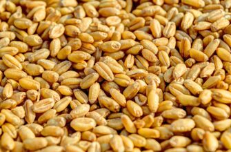 Омская область экспортировала 74,9 тысяч тонн зерна в Казахстан и КНР