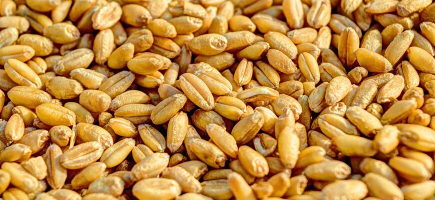 Омская область экспортировала 74,9 тысяч тонн зерна в Казахстан и КНР