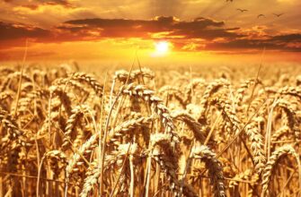Зерно в мире резко дорожает из-за выхода РФ из зерновой сделки