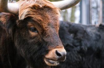 В Астане анонсировали первый аукцион по продаже семени быков-осеменителей