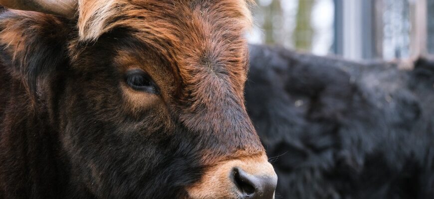 В Астане анонсировали первый аукцион по продаже семени быков-осеменителей