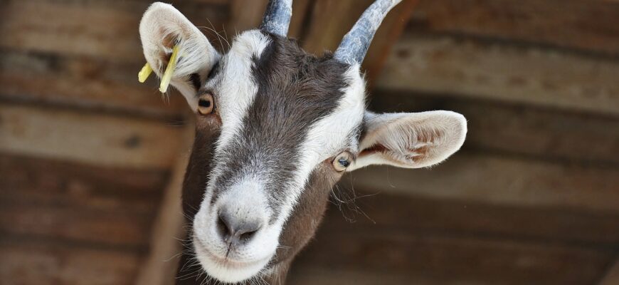 В Казахстане за миллион продали семя козлов и баранов на выставке KazAgro/KazFarm