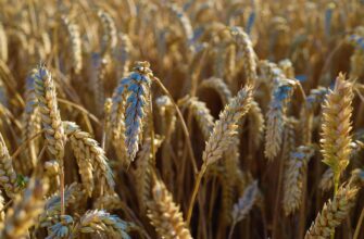 Афганистан объявил о планах на импорт казахстанской пшеницы