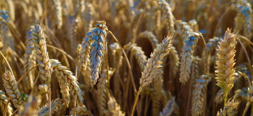 Афганистан объявил о планах на импорт казахстанской пшеницы