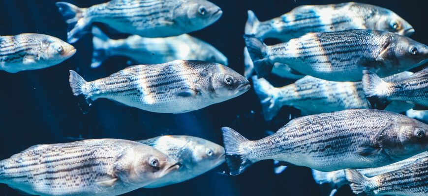 В Казахстане ограничат экспорт свежей рыбы