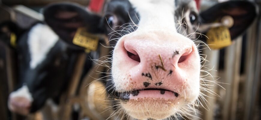 Под Павлодаром открыли молочную ферму с датскими коровами за 5 миллиардов