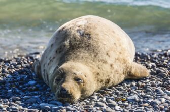 На побережье Каспия нашли 131 тушу мертвых тюленей