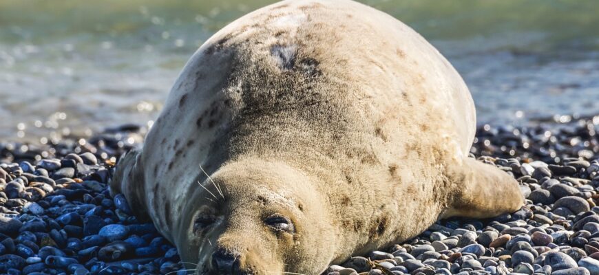 На побережье Каспия нашли 131 тушу мертвых тюленей