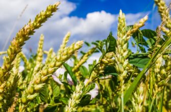 Казахстан нарастил на 676% экспорт органической пшеницы в ЕС