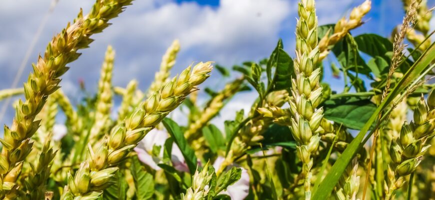 Казахстан нарастил на 676% экспорт органической пшеницы в ЕС