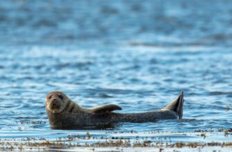 Сенат предлагает взять под особую охрану популяцию каспийского тюленя в РК