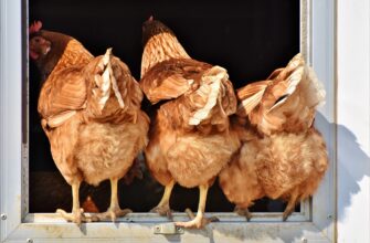 Птичий грипп во Франции поразил 100 ферм