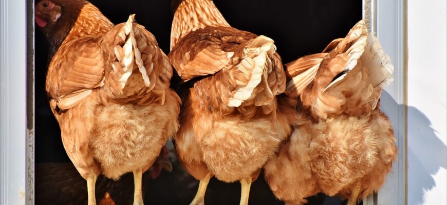 Птичий грипп во Франции поразил 100 ферм
