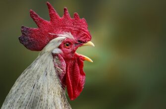 Франция прекращает выбраковку петухов яичных пород
