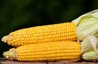 В ЕС прогнозируют рост производства кукурузы на 27,3% в 2023 году