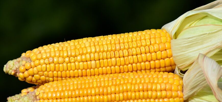 В ЕС прогнозируют рост производства кукурузы на 27,3% в 2023 году