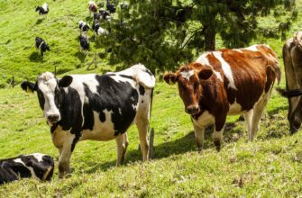 В Костанайской области открыли молочную ферму с эстонскими коровами за 850 миллионов