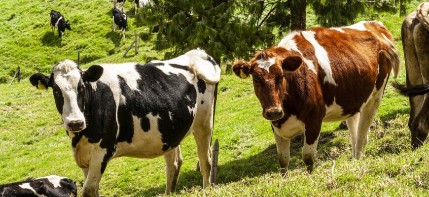 В Костанайской области открыли молочную ферму с эстонскими коровами за 850 миллионов