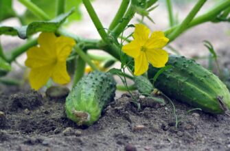 Под Карагандой заработал огуречный комплекс за 430 миллионов