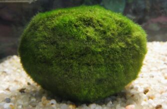 Япония: глобальное потепление приведет к полную исчезновению уникальных водорослей