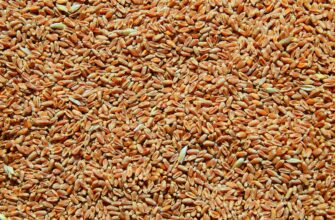 Курганский бизнесмен открыл офис в Петропавловске из-за проблем с экспортом пшеницы в Кургане