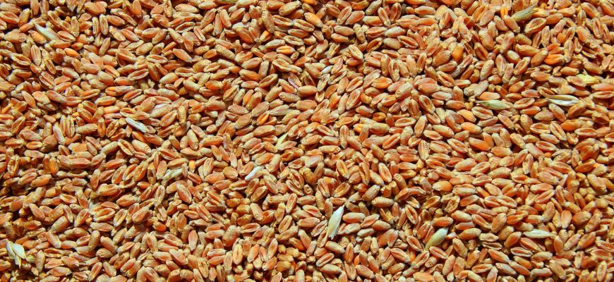 Курганский бизнесмен открыл офис в Петропавловске из-за проблем с экспортом пшеницы в Кургане