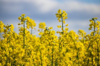 На бирже ЕТС перестали покупать казахстанскую сельхозпродукцию из-за завышенных цен