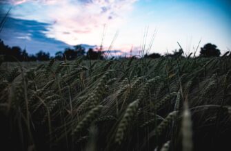 Казахстан нарастил экспорт пшеницы в 1,5 раза до 834,4 тысяч тонн