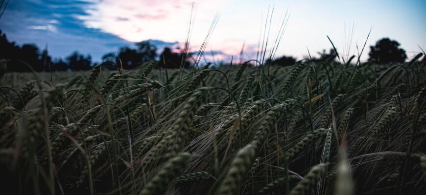 Казахстан нарастил экспорт пшеницы в 1,5 раза до 834,4 тысяч тонн