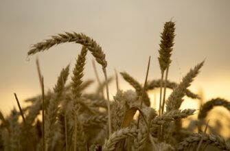 В СКО вновь заработал простаивающий элеватор