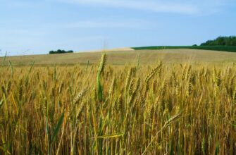 Котировки на продовольственную пшеницу вернулись к прежнему уровню