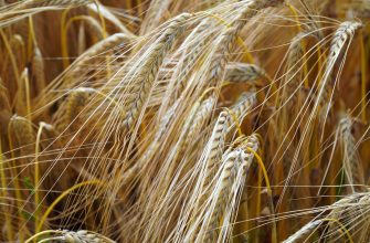 Три недели котировки на зерно и подсолнечник на биржах не меняются