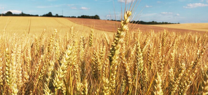 Экспорт пшеницы из США оказался самым низким за 51 год