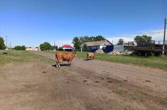 На весь Казахстан масштабируют опыт СКО по льготному финансированию АПК-проектов