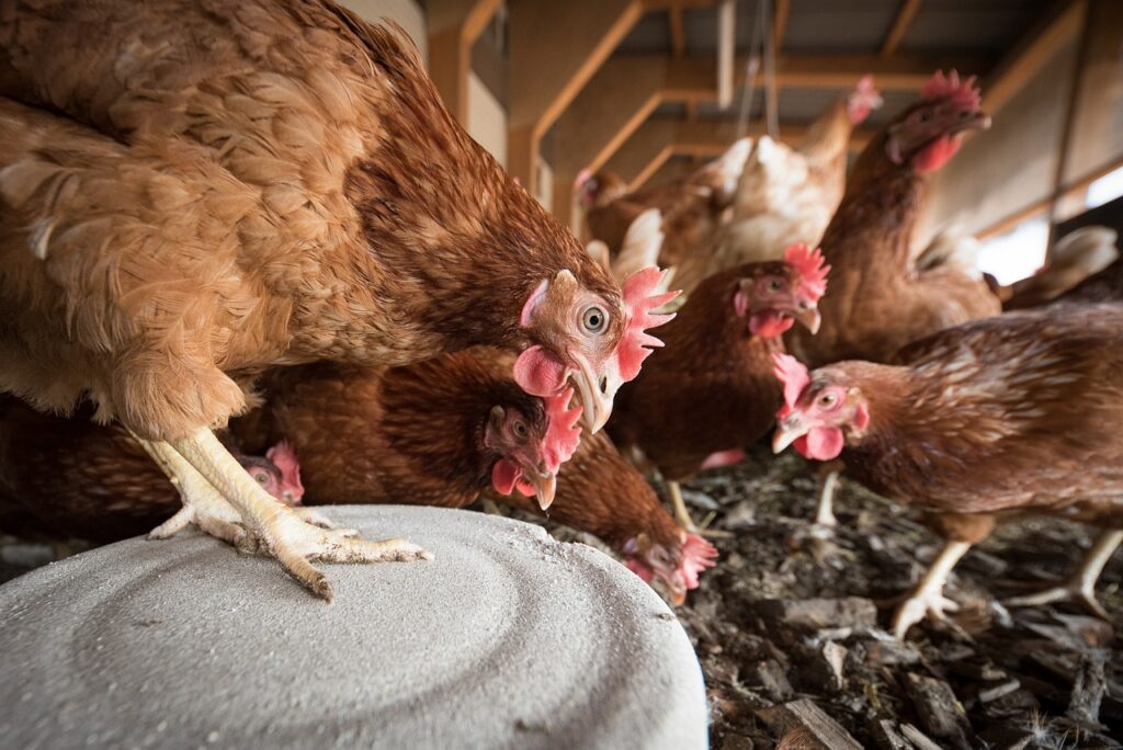 Почему яйца дорогие или о себестоимости содержания курицы на селе