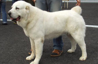 Токаев подписал закон о сохранении пород собак тазы и тобет в РК