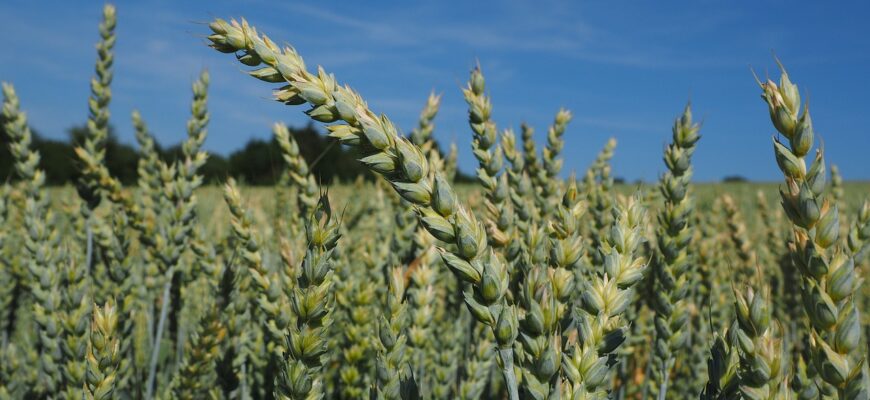 Экспорт канадской пшеницы подскочил на 55% за 19 недель