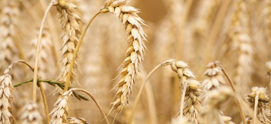 В 2022 году в Турции нарастили производство зерна на 21,3%