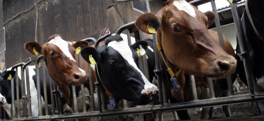 Из СКО в Мангистау завезут отруби по удешевленной стоимости для скота