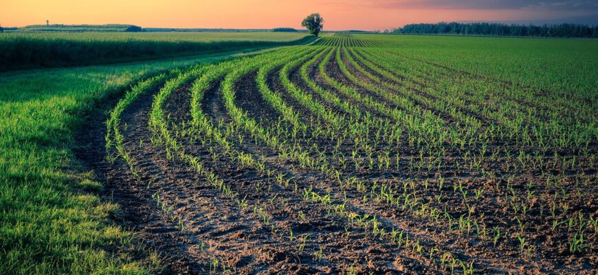 В Алматинской области назвали основные сельхозкультуры для сева в 2023 году