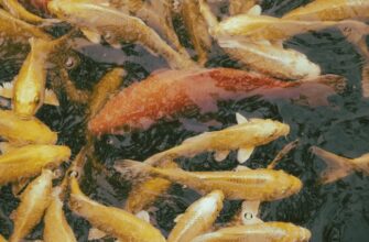 В Жамбылской области реализуют 18 рыбных проекта за 1,9 миллиардов