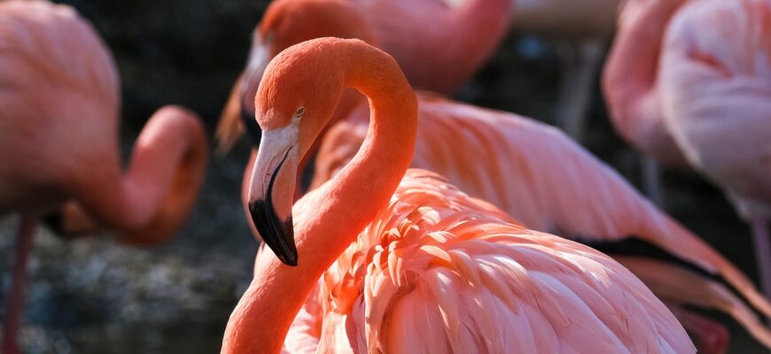 В Мангистаускую область раньше времени вернулись розовые фламинго