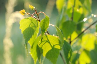 В Алматы горожанам будут бесплатно раздавать саженцы деревьев