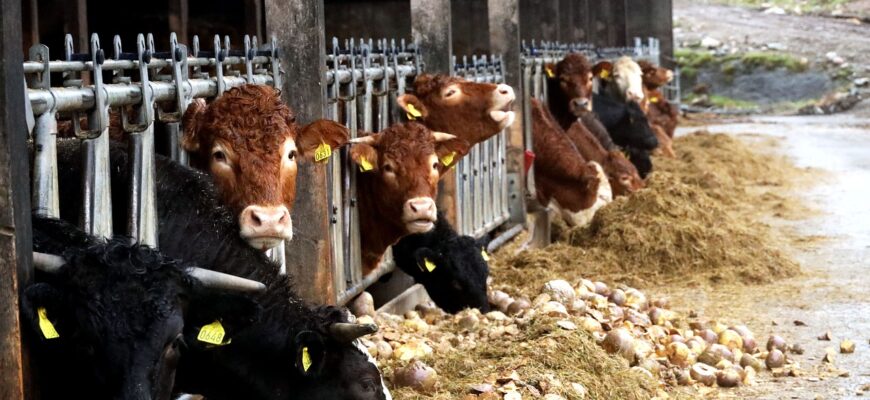 В Жетысуской области построят 3 молочно-товарные фермы за 6 миллиардов