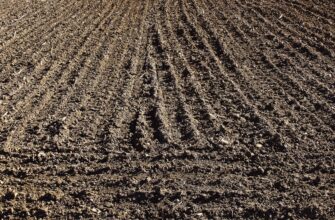 В 2023 году в Акмолинской области посеют зерно на 4,7 миллионах гектарах