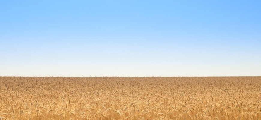 Для Северного Казахстана ученые разработали новый уникальный сорт пшеницы