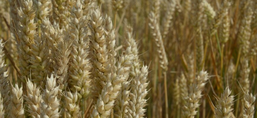 В Казахстане на полгода запретят ввоз пшеницы автотранспортом