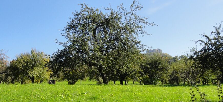 Весенняя обрезка фруктовых деревьев и кустарников на даче: советы профессионалов