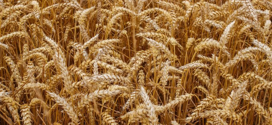 Чем отличается твердая пшеница от мягкой?